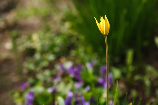 Lonely yellow flower in a garden park — Stock Photo, Image