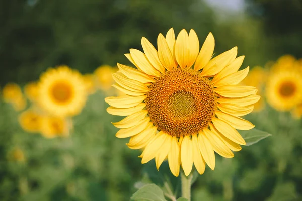 Campo di girasole sfondo — Foto Stock