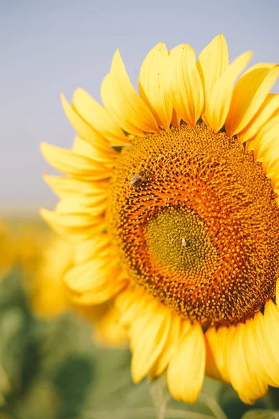 Ayçiçeği alan arka plan