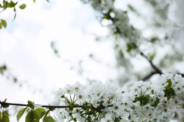 Kiraz, yeni gelişen ağaç üzerinde mavi bir gökyüzü, güneşli bir gün bahar
