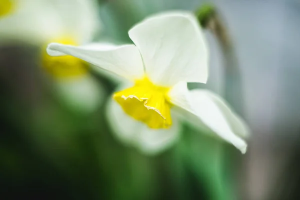 白色的花, 柔软的周围的水仙花 — 图库照片