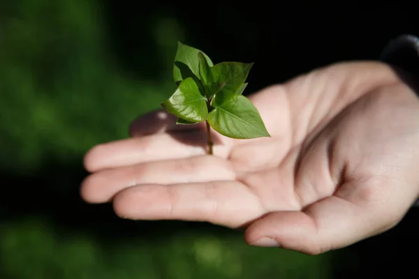 Mano sosteniendo pequeña planta joven, árbol joven en el fondo de la hierba — Foto de Stock