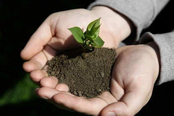 Manos sosteniendo pequeña planta joven, árbol joven en el fondo de la hierba — Foto de Stock