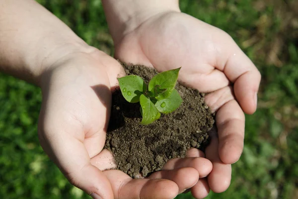 Küçük genç bitki holding eller genç çim zemin üzerine ağaç.