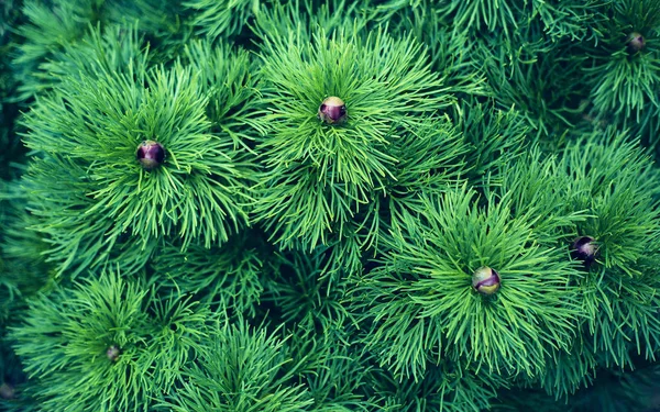 Three young flower buds with thin leaves — Stock Photo, Image