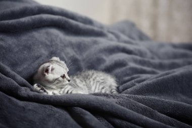 Yatakta uyuyan sevimli Gri kedi yavrusu