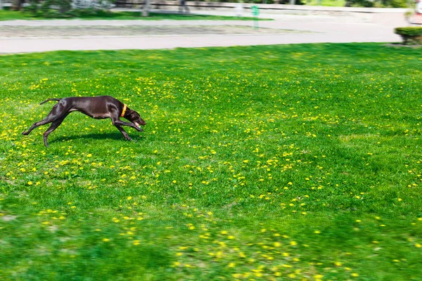 Perro corriendo en un parque de color marrón y de pelo liso —  Fotos de Stock