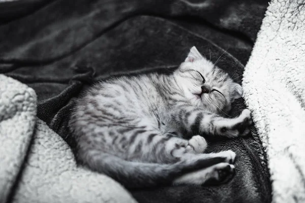 Спящий милый серый котенок на кровати — стоковое фото