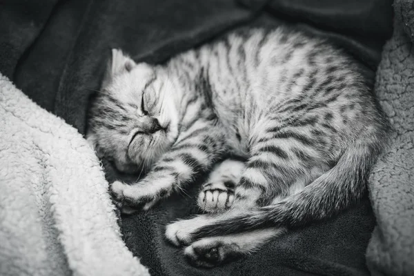 Dormind drăguț pisoi gri pe pat — Fotografie, imagine de stoc