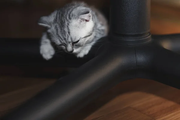 Dormir lindo gatito gris en las piernas de la silla — Foto de Stock
