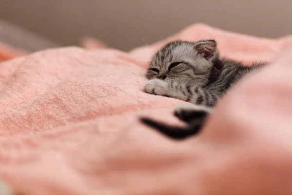 Dormir bonito gatinho cinza na cama — Fotografia de Stock