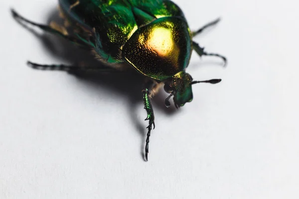 Gyönyörű zöld bogár, makró felvétel, arany-bronz — Stock Fotó