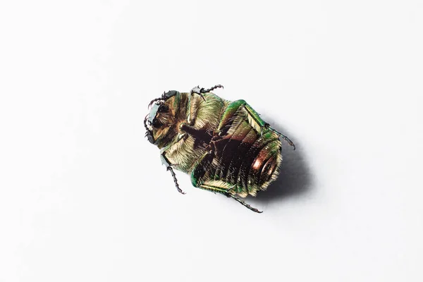 Inseto besouro verde mentiras patas para cima em um fundo branco — Fotografia de Stock
