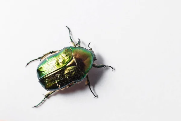 Beautiful green beetle, macro shot, golden bronze — Stock Photo, Image