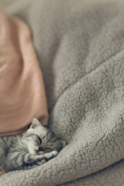 Aranyos szürke cica az ágyon alszik — Stock Fotó