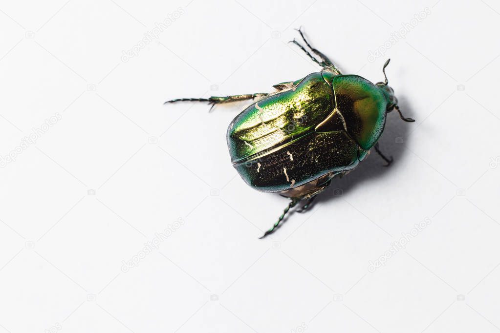 Beautiful green beetle, macro shot, golden bronze
