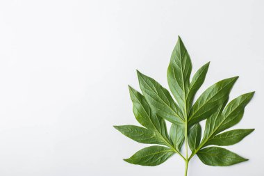 Yeşil yaprakları, düz kompozisyon ile beyaz arka plan