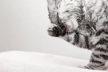 Kendini yıkama, kedi ıslak gri İskoç yavru kedi yalıyor