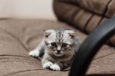 Sandalye üzerinde uyuyan sevimli Gri kedi yavrusu