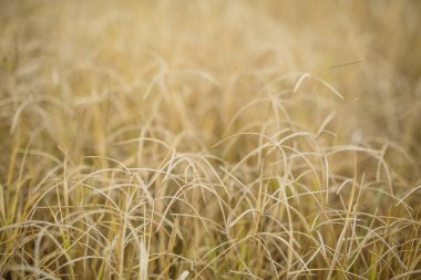 sonbahar çim sahası, sazlık yakınındaki güneş
