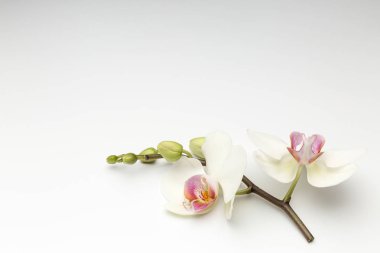 Orkide beyaz zemin üzerine