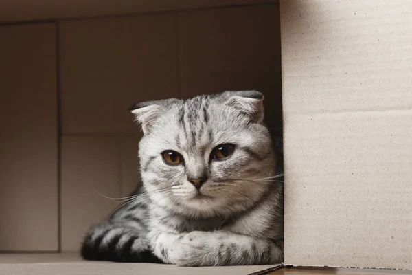 Kätzchen sitzt in einem Karton — Stockfoto
