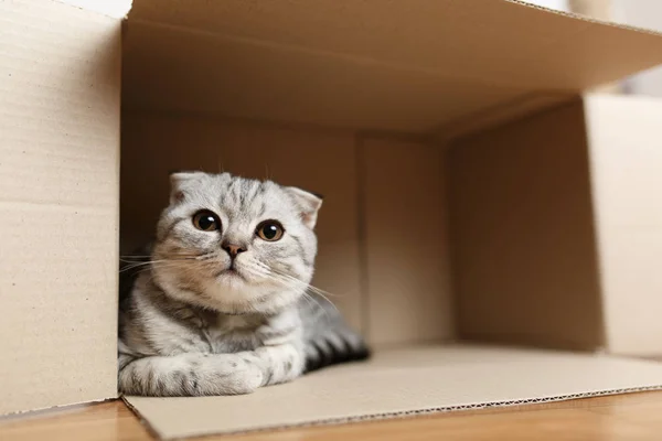 bir karton kutunun içinde oturan kedi