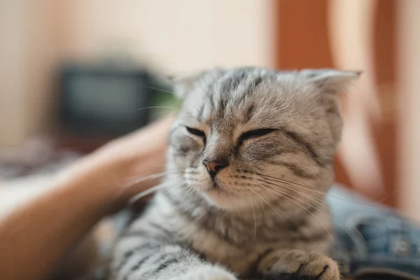 Gatito acostado en el vientre — Foto de Stock