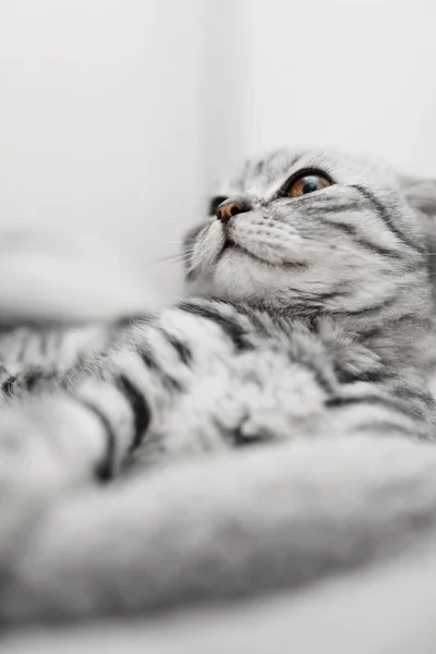 Belo gato listrado, Scottish Fold, gato cinza — Fotografia de Stock