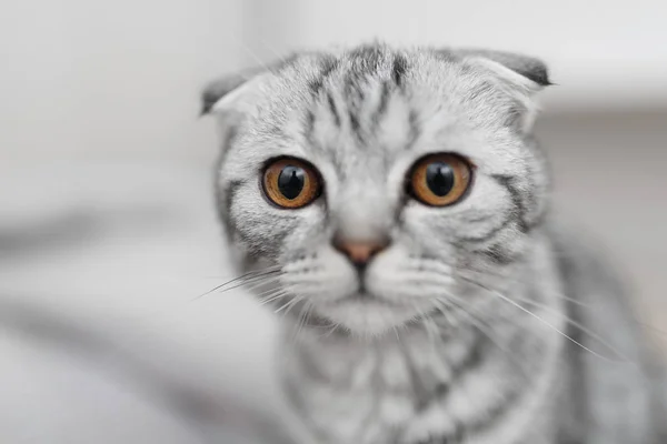 Beautiful striped cat, Scottish Fold, gray cat — Stock Photo, Image