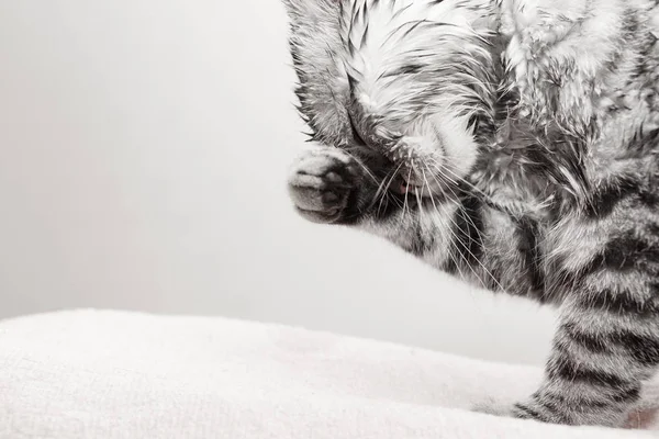 Katzenwäsche, graues schottisches Kätzchen leckt sich selbst — Stockfoto