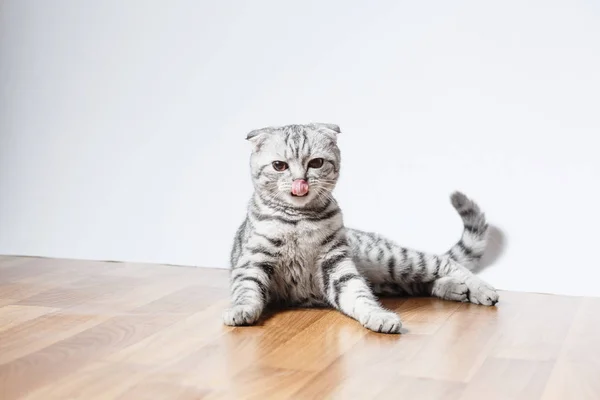 Сірий кіт, смугаста Кішки шотландські шотландський кошеня — стокове фото