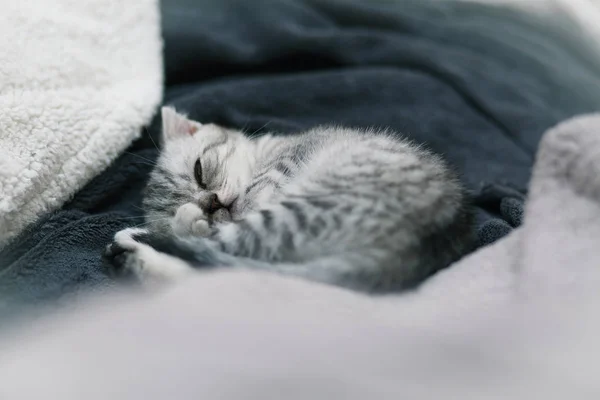 Schlafende niedliche graue Kätzchen auf dem Bett — Stockfoto