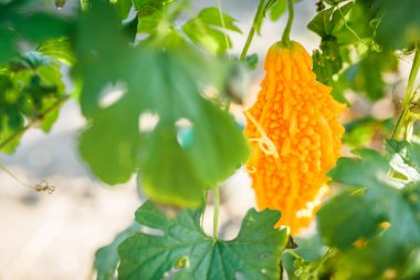 Olgun momordica, acı kavun, Balsam armut, acı salatalık