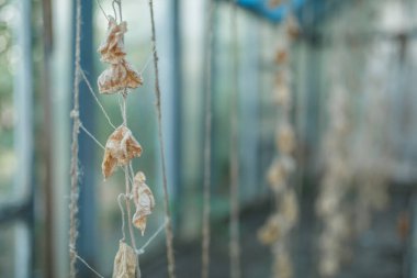 Sera içinde kurutulmuş salatalık