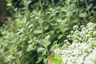 minik beyaz çiçekler