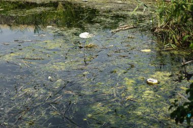 Çöp ekolojisi ile su