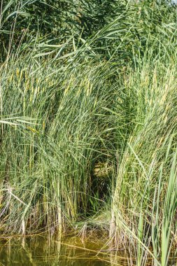 Sahilde sulu yeşil çim