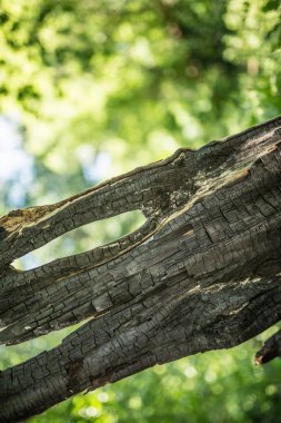 bir delik ile kömürleşmiş ağaç