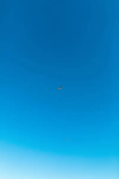 Oiseau dans le ciel bleu, liberté — Photo