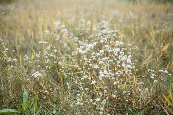 Campo de hierba de otoño, sol cerca de las cañas — Foto de Stock