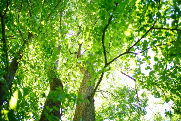 Toppar av träd på en solig dag — Stockfoto