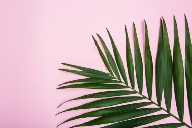 düz lay pembe bir arka plan üzerinde eğreltiotu yaprakları ile