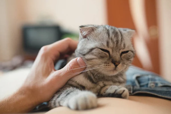 Kattunge liggandes på magen — Stockfoto