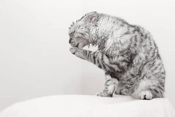 Katzenwäsche, graues schottisches Kätzchen leckt sich selbst — Stockfoto