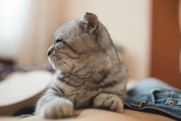 Kattunge liggandes på magen — Stockfoto