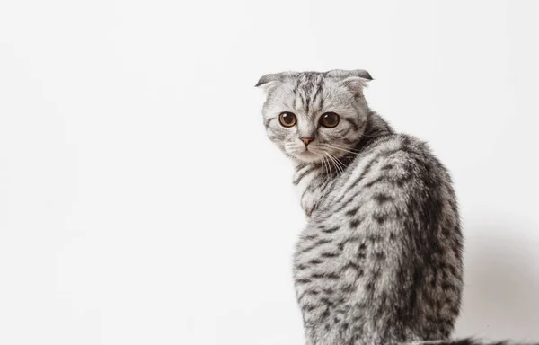 Сірий кіт, смугаста Кішки шотландські шотландський кошеня — стокове фото