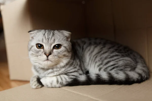 Kätzchen sitzt in einem Karton — Stockfoto