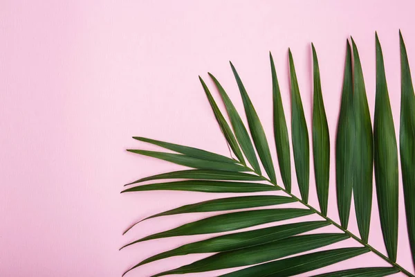 düz lay pembe bir arka plan üzerinde eğreltiotu yaprakları ile