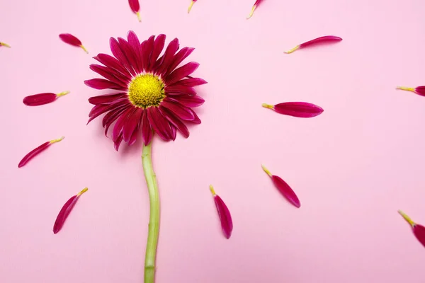 Flache Lage mit Blume und Blütenblättern auf rosa Hintergrund — Stockfoto